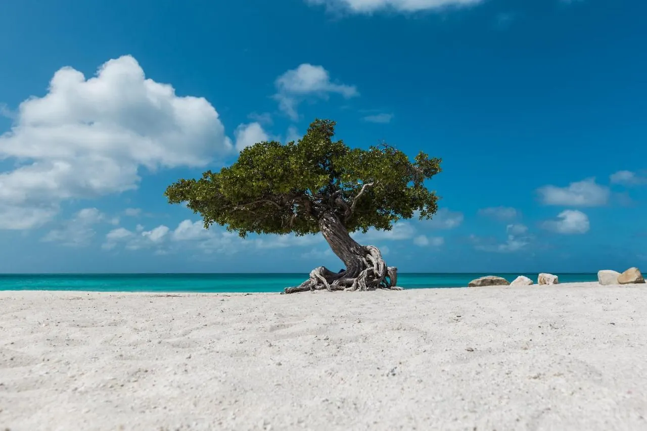 Caya Bista Lama 26 Palm Beach 0*,  Aruba